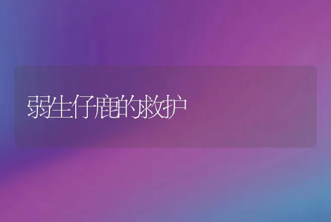 弱生仔鹿的救护 | 动物养殖