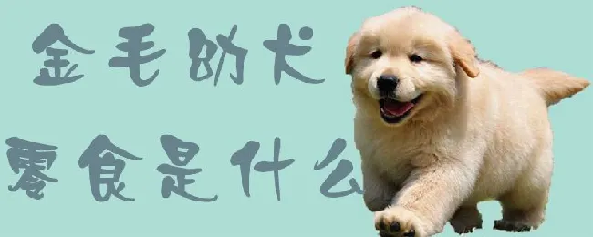 金毛幼犬零食是什么 | 宠物病虫害防治