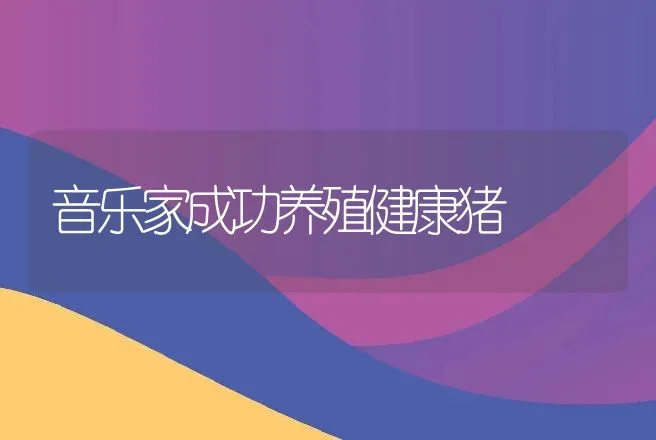 音乐家成功养殖健康猪 | 养殖致富