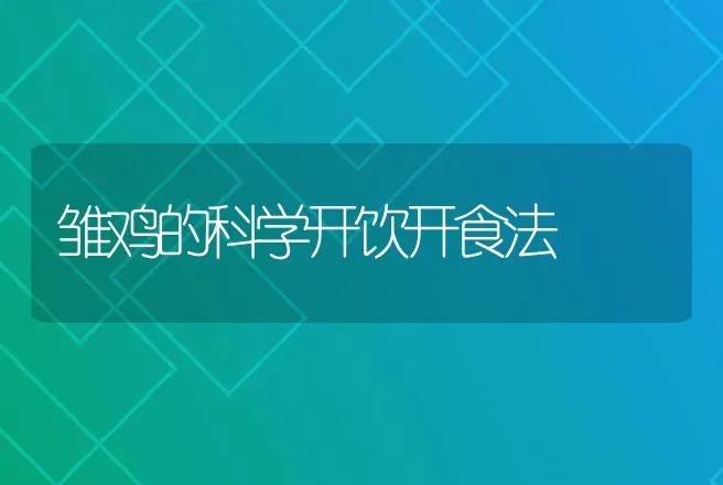 雏鸡的科学开饮开食法 | 动物养殖