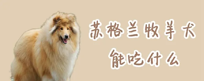 苏格兰牧羊犬能吃什么 | 宠物病虫害防治