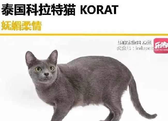 你知道的“蓝猫”有哪几种？ | 宠物猫饲养