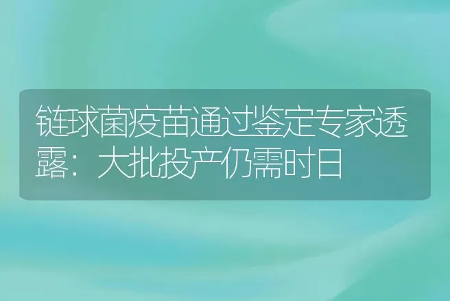 链球菌疫苗通过鉴定专家透露：大批投产仍需时日 | 动物养殖