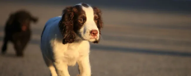 史宾格犬几个月训练 | 宠物训练技巧