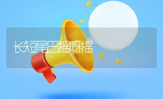 长短尾巴摇呀摇 | 宠物训练技巧