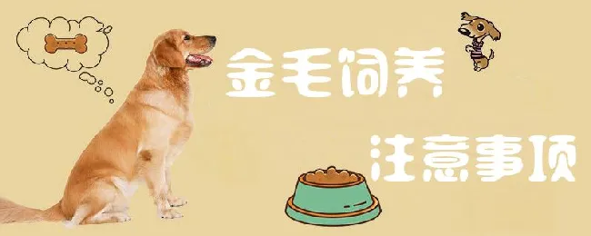 金毛饲养注意事项 | 宠物病虫害防治