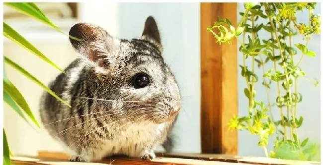 龙猫饲养手册入门 | 宠物百科知识