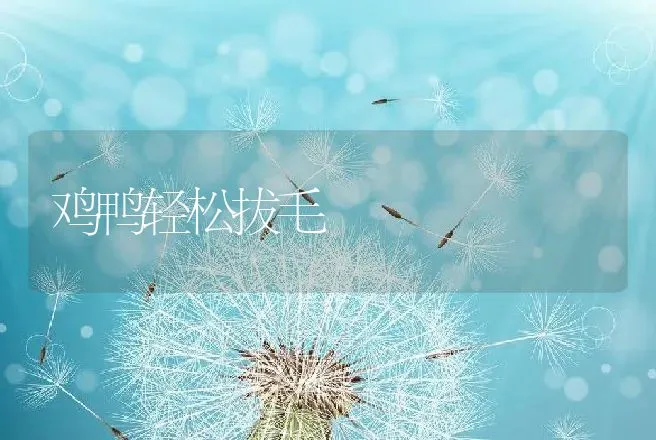 鸡鸭轻松拔毛 | 动物养殖