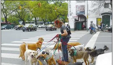 阿根廷人对狗狗的热爱，真让我长见识了！ | 宠物新闻资讯