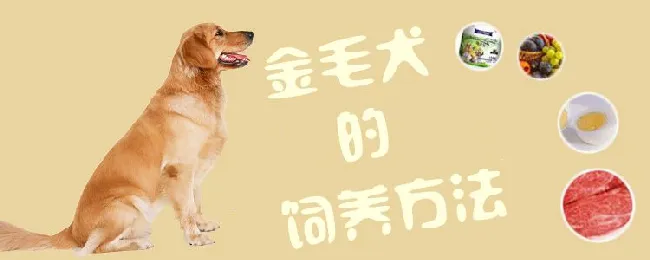 金毛犬的饲养方法 | 宠物病虫害防治