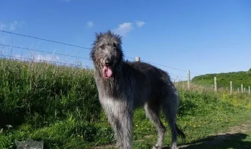 苏格兰猎鹿犬掉毛怎么办 掉毛程度介绍 | 宠物病虫害防治