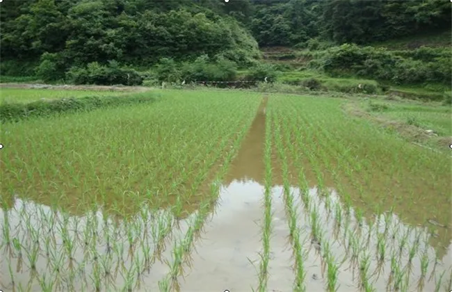 稻田养殖鲫鱼技术 | 养殖技术大全