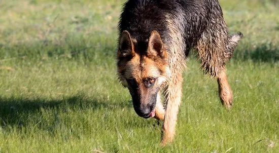 德国牧羊犬吃什么好 德牧喂养饮食注意事项 | 宠物病虫害防治