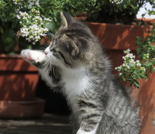 如何管好调皮宠物猫? | 宠物猫训练