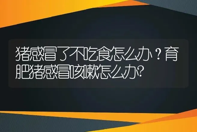 猪感冒了不吃食怎么办？育肥猪感冒咳嗽怎么办? | 兽医知识大全