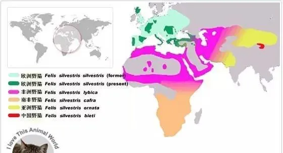 动物世界中鲜为人知的23种猫 | 宠物新闻资讯