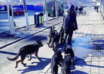 长春一男子当街溜八条猎犬 市限犬办：主人应当受罚 | 宠物新闻资讯