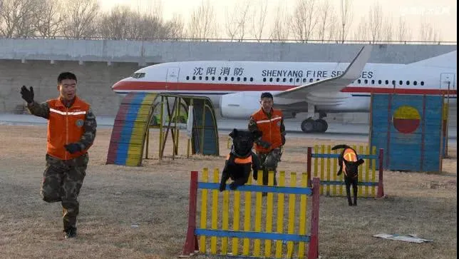 搜救犬也有“养老院”,每个犬舍“一室一厅” 还带地暖 | 宠物新闻资讯