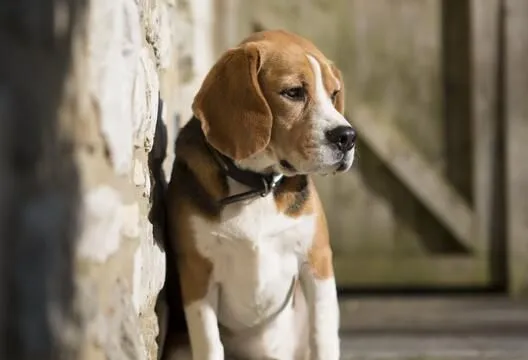 比格犬怎样服从训练 要保持一个良好的态度去训练 | 宠物训练技巧