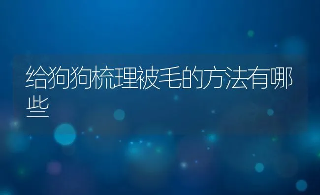 给狗狗梳理被毛的方法有哪些 | 宠物猫