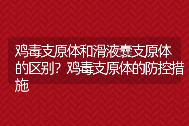 鸡毒支原体和滑液囊支原体的区别？鸡毒支原体的防控措施 | 兽医知识大全