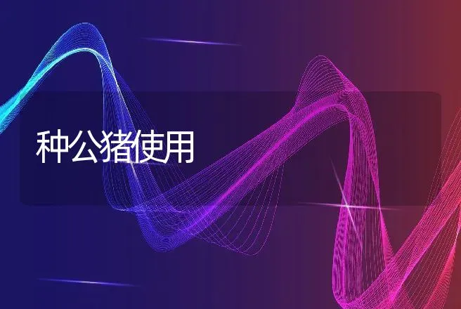 种公猪使用 | 动物养殖