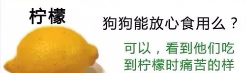 狗狗不能吃的那些水果,你都喂过吗? | 宠物狗饲养