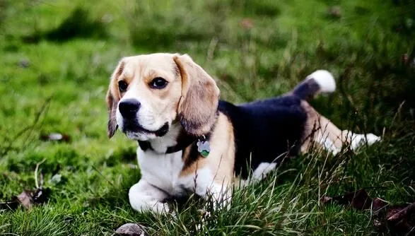 比格犬怎样服从训练 要保持一个良好的态度去训练 | 宠物训练技巧