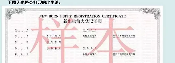 犬舍繁殖者对CKU不得不知道的事儿！ | 宠物新闻资讯