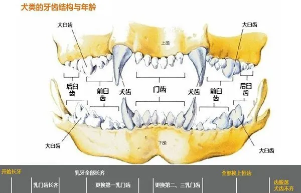 狗狗牙齿年龄图解教你分辨狗狗的年龄 | 宠物狗饲养