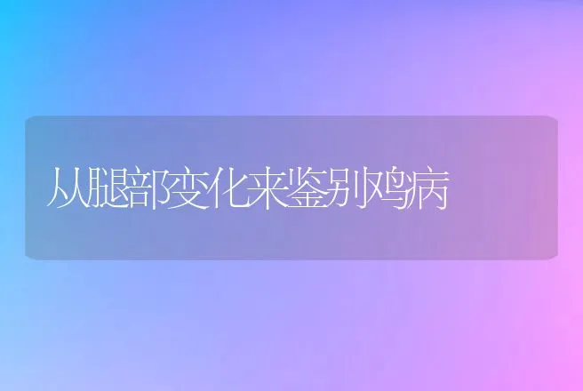 从腿部变化来鉴别鸡病 | 动物养殖