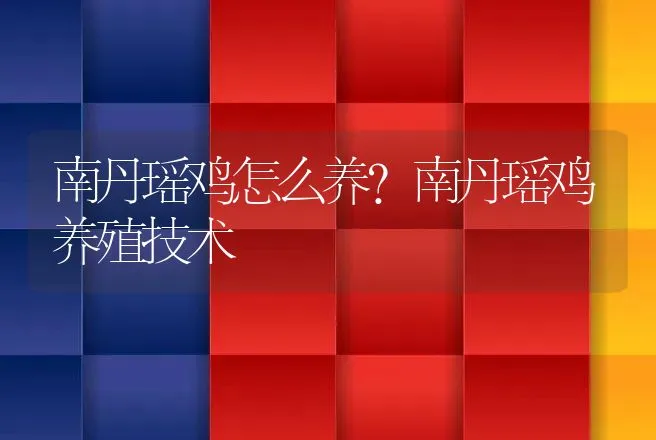 南丹瑶鸡怎么养？南丹瑶鸡养殖技术 | 家禽养殖