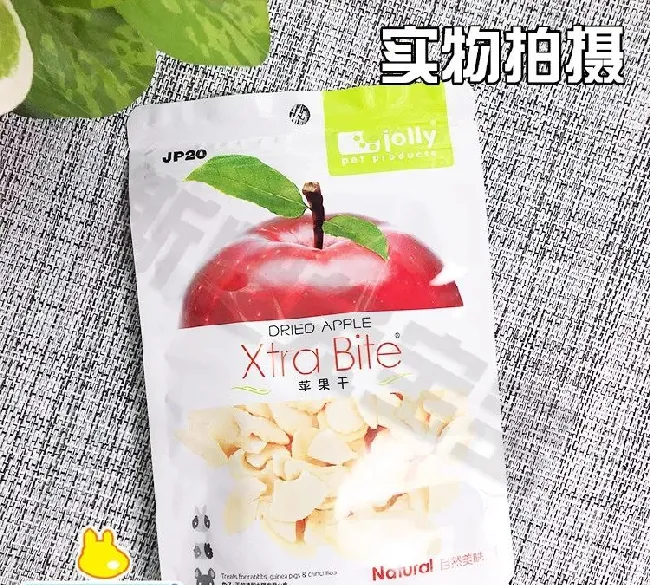 龙猫饲养手册入门 | 宠物百科知识