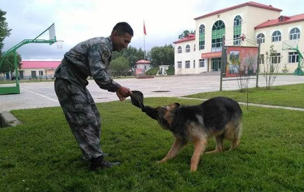 守护边境线8年    老军犬光荣退役 | 宠物新闻资讯