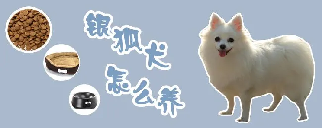 银狐犬怎么养 | 宠物病虫害防治