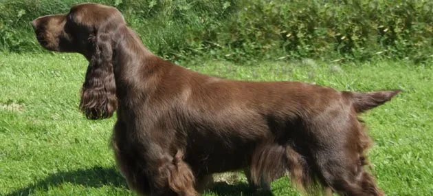 田野小猎犬智商高吗,好不好养_图片|训练 | 宠物狗饲养