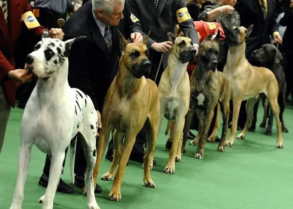 美国西敏寺犬展的宠物狗狗们 | 宠物新闻资讯