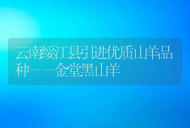 云南绥江县引进优质山羊品种－－金堂黑山羊 | 动物养殖