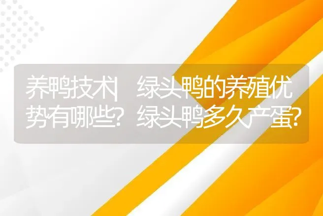 养鸭技术|绿头鸭的养殖优势有哪些?绿头鸭多久产蛋? | 家禽养殖