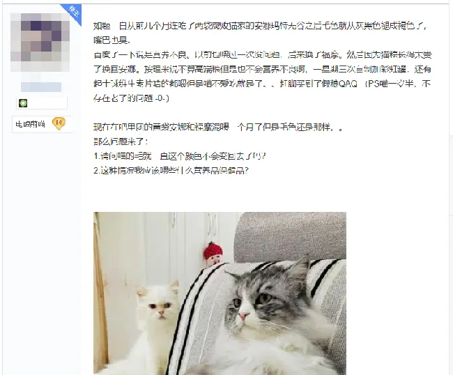 黑猫吃2元一斤渣粮后褪色成灰猫！保护主子猫毛健康需要这么做 | 宠物训练技巧