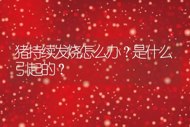 猪持续发烧怎么办？是什么引起的？ | 兽医知识大全