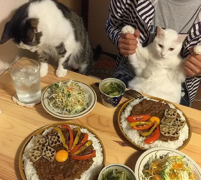 猫猫盯着食物图片_萌猫想吃东西图片 | 宠物猫图片