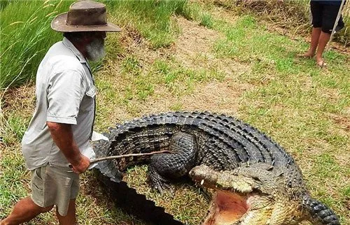 澳大利亚鳄鱼骑士Rob Bredl骑千斤重鳄鱼玩耍 | 宠物新闻资讯