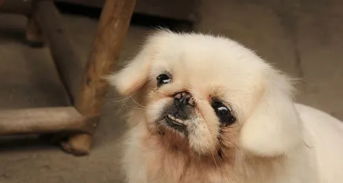 北京犬的形态特征及生活习性 | 宠物狗选购技巧