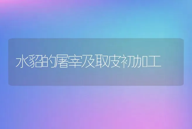 水貂的屠宰及取皮初加工 | 动物养殖