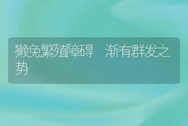 獭兔繁殖障碍 渐有群发之势 | 动物养殖