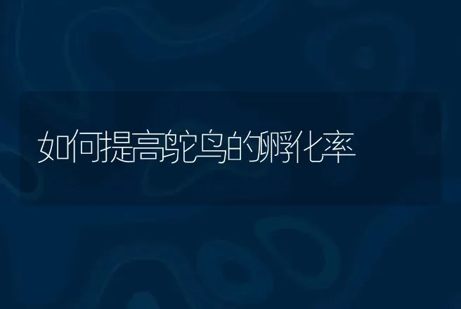 如何提高鸵鸟的孵化率 | 特种养殖