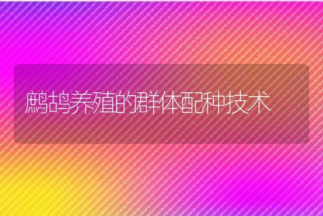 鹧鸪养殖的群体配种技术 | 特种养殖