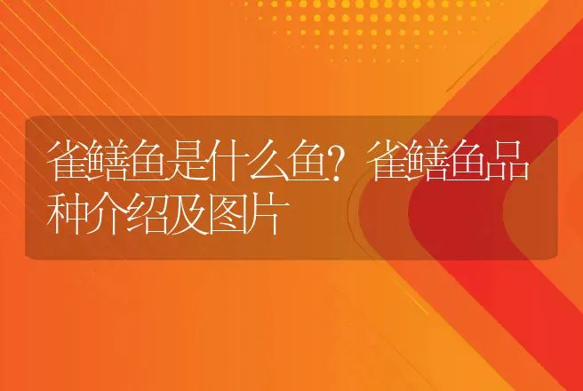 雀鳝鱼是什么鱼？雀鳝鱼品种介绍及图片 | 动物养殖