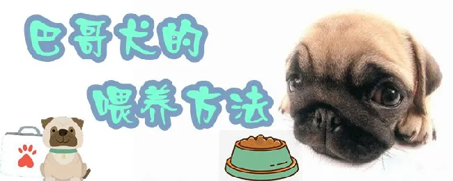 巴哥犬的喂养方法 | 宠物病虫害防治